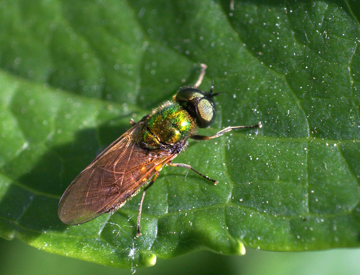 Chloromyia formosa (Stratiomyiidae)